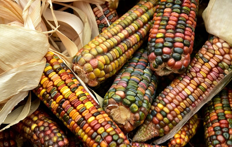 Grilled Corn on the Cob