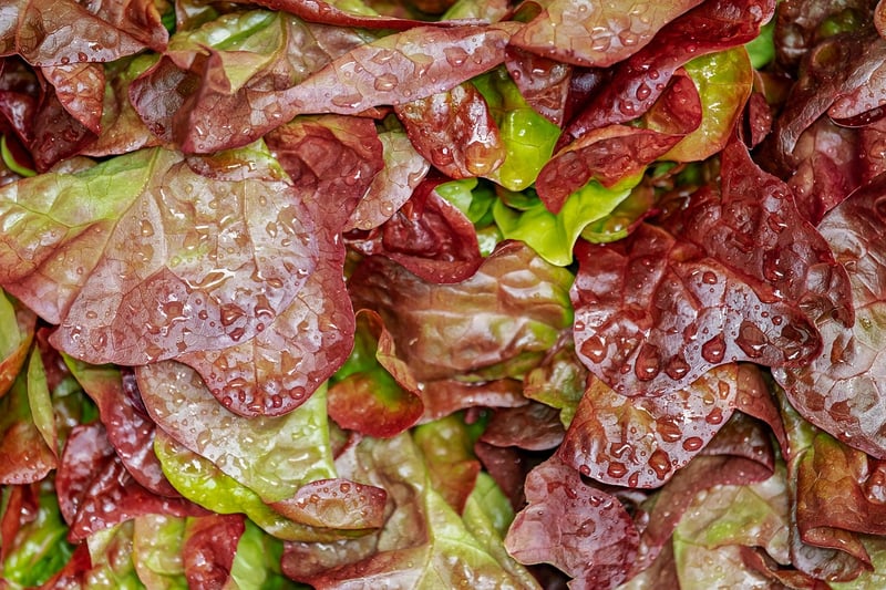 Vegetarian salad